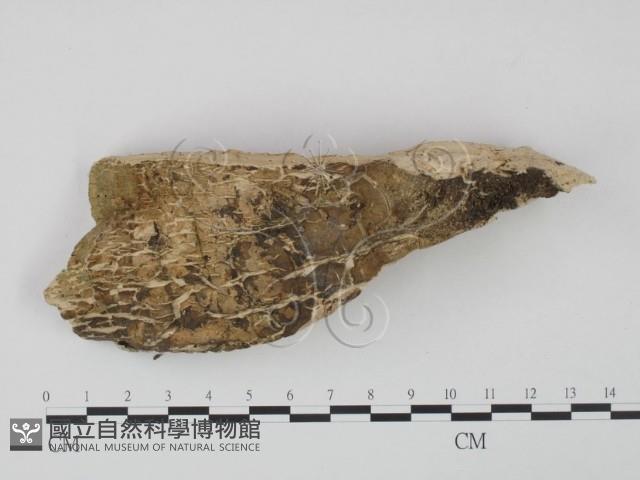 登錄號:F0008112藏品圖，第3張