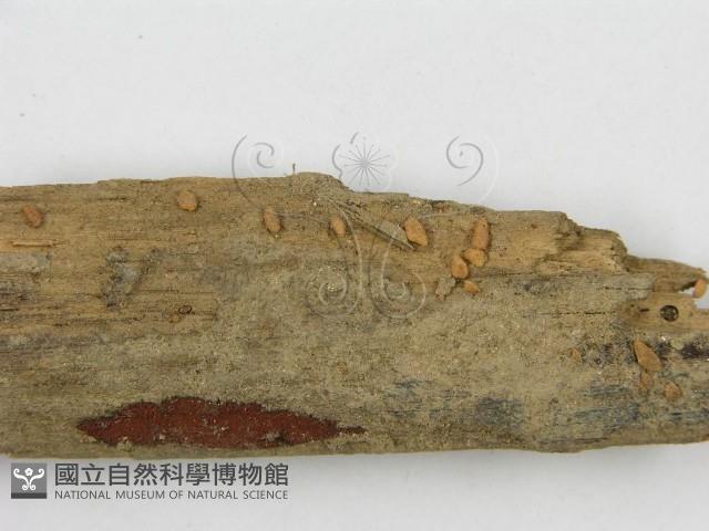 登錄號:F0010112藏品圖，第3張