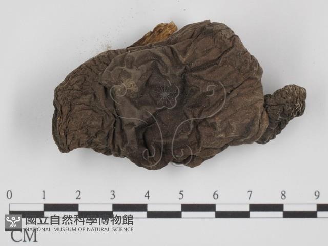 登錄號:F0016112藏品圖，第3張