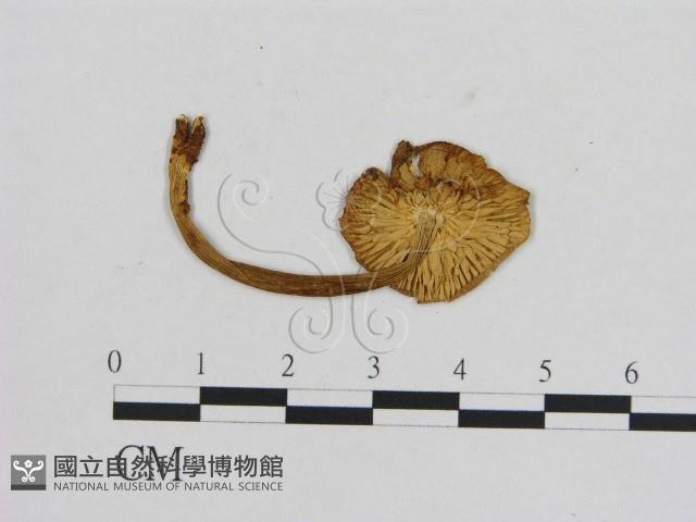 小菇屬藏品圖，第3張