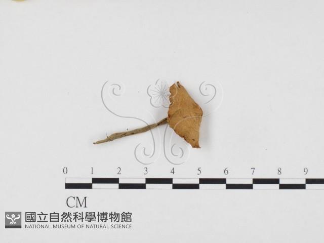 登錄號:F0024112藏品圖，第3張