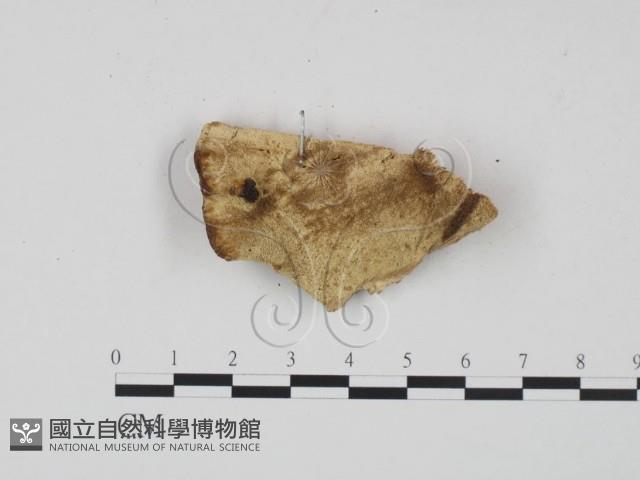 登錄號:F0014112藏品圖，第3張