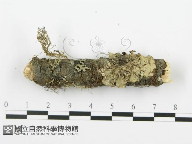 射脈菌屬藏品圖，第3張