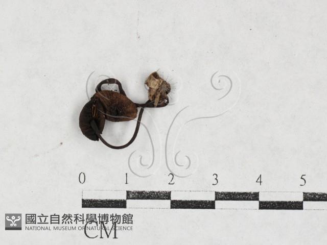 登錄號:F0027112藏品圖，第3張