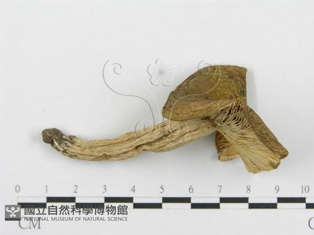 紅菇屬藏品圖，第3張