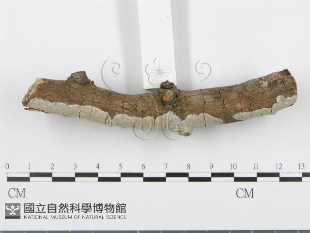 登錄號:F0005112藏品圖，第3張