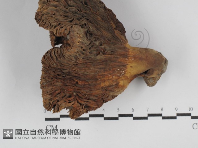 登錄號:F0023112藏品圖，第3張