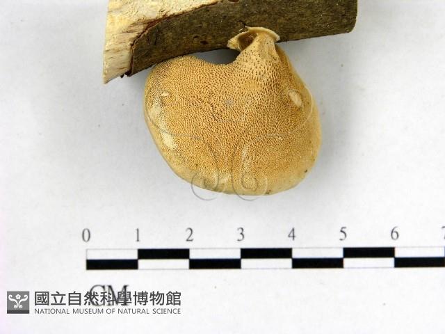 登錄號:F0003112藏品圖，第3張