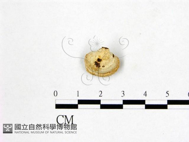 多年臥孔菌屬藏品圖，第3張