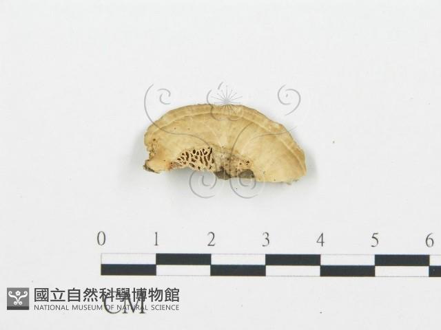 登錄號:F0006012藏品圖，第3張