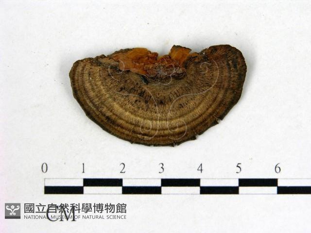 登錄號:F0016012藏品圖，第3張