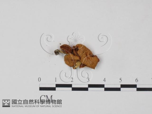 登錄號:F0011012藏品圖，第3張