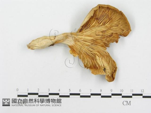 糙皮側耳藏品圖，第3張