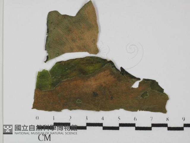 登錄號:F0022012藏品圖，第3張