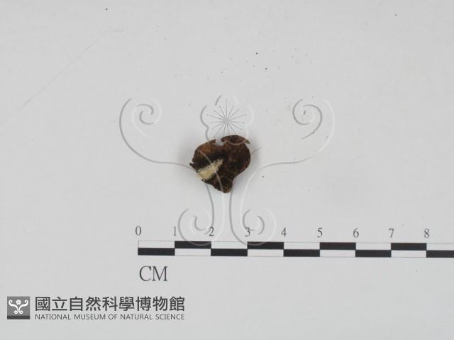 登錄號:F0012012藏品圖，第3張
