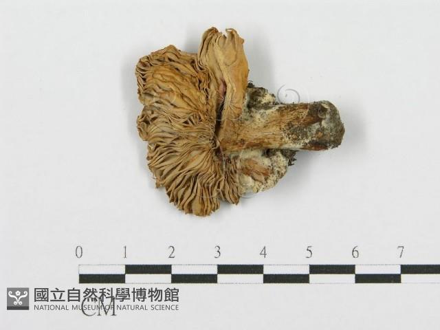 紅菇屬藏品圖，第3張