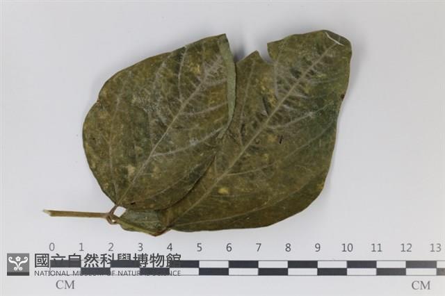 登錄號:F0035012藏品圖，第3張
