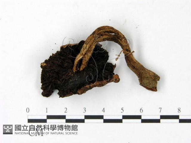 登錄號:F0023012藏品圖，第3張