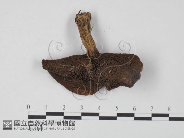 登錄號:F0020312藏品圖，第3張
