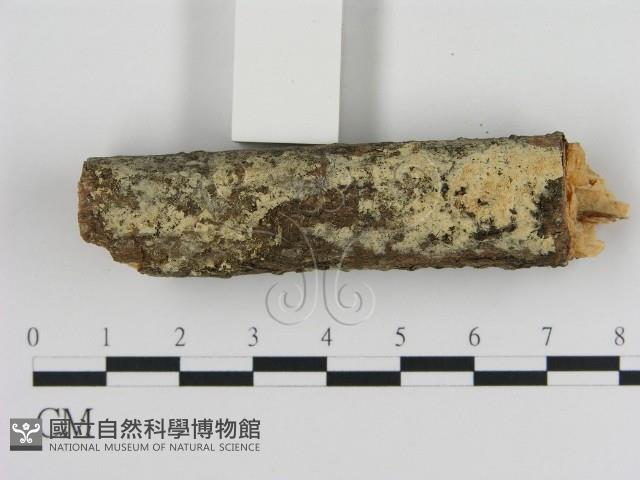 登錄號:F0010312藏品圖，第3張