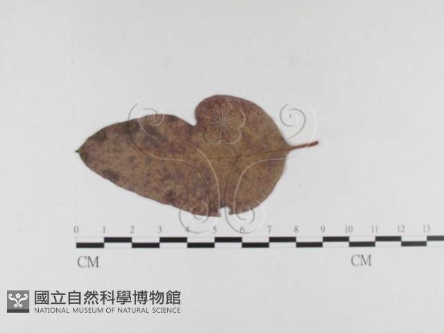 登錄號:F0026312藏品圖，第1張