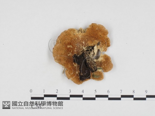登錄號:F0006312藏品圖，第3張