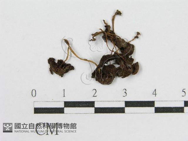 登錄號:F0016312藏品圖，第3張