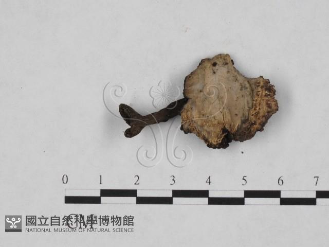 登錄號:F0011312藏品圖，第3張