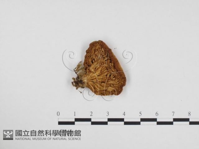 登錄號:F0024312藏品圖，第3張