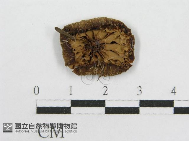 粉褶菌屬藏品圖，第3張