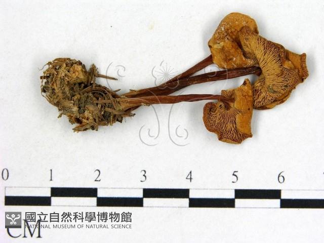 登錄號:F0022312藏品圖，第3張