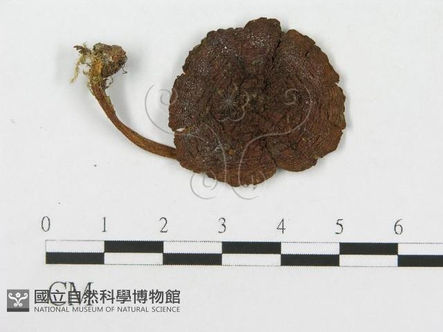 登錄號:F0012312藏品圖，第3張