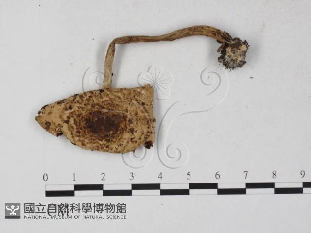 傘菌屬藏品圖，第3張