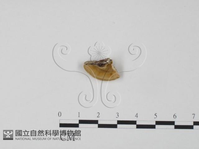 登錄號:F0007312藏品圖，第3張