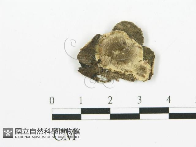 煙管菌藏品圖，第1張