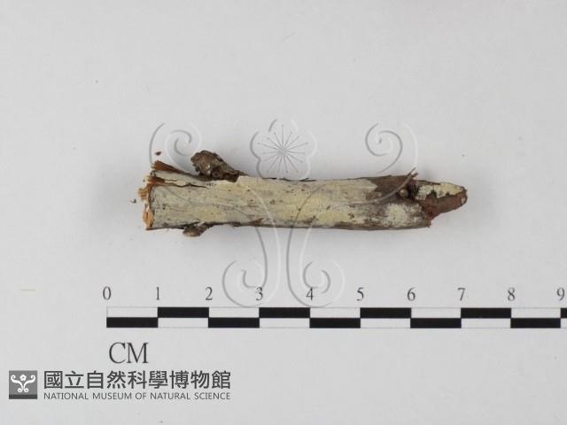 絲齒菌屬藏品圖，第3張