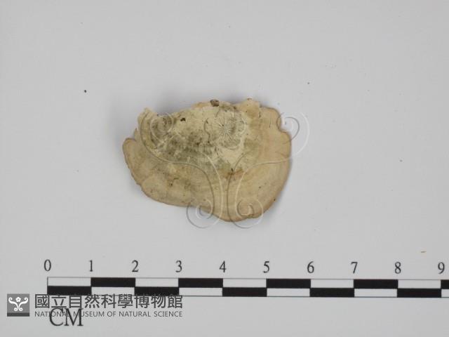 登錄號:F0015312藏品圖，第3張