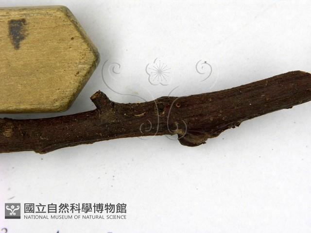 登錄號:F0009312藏品圖，第3張