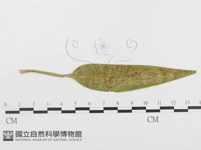 登錄號:F0019312藏品圖，第1張