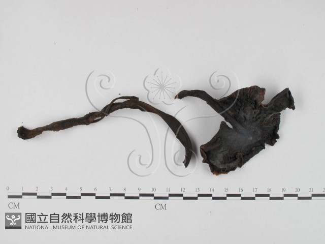 登錄號:F0003312藏品圖，第3張