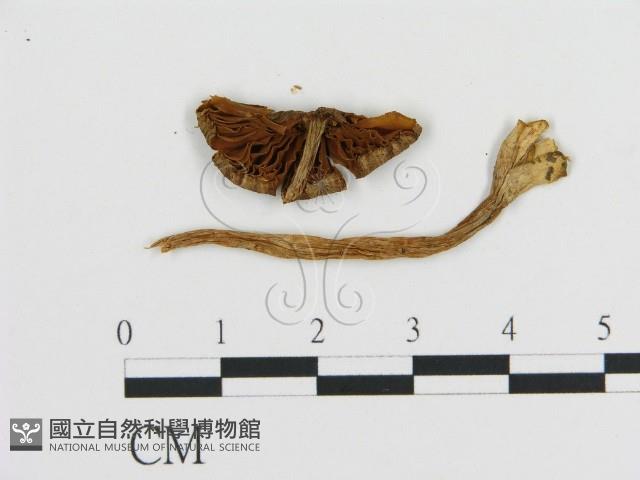 登錄號:F0020252藏品圖，第3張