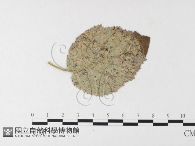 登錄號:F0026252藏品圖，第1張