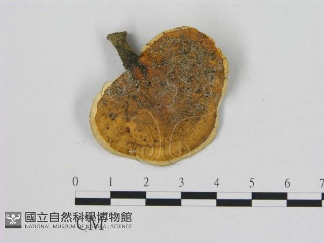 小孔菌屬藏品圖，第3張