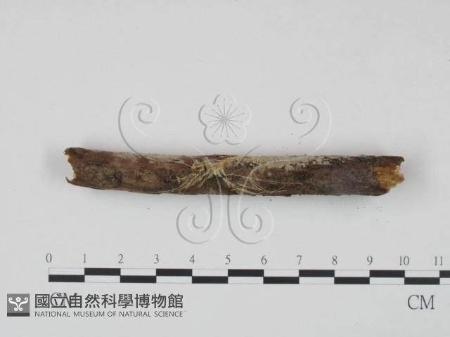 登錄號:F0022252藏品圖，第3張