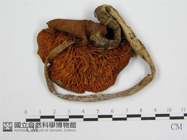 登錄號:F0002252藏品圖，第1張