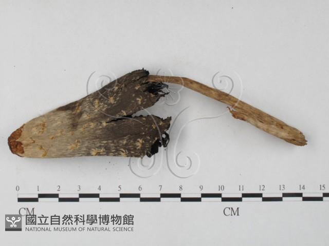 登錄號:F0027252藏品圖，第3張