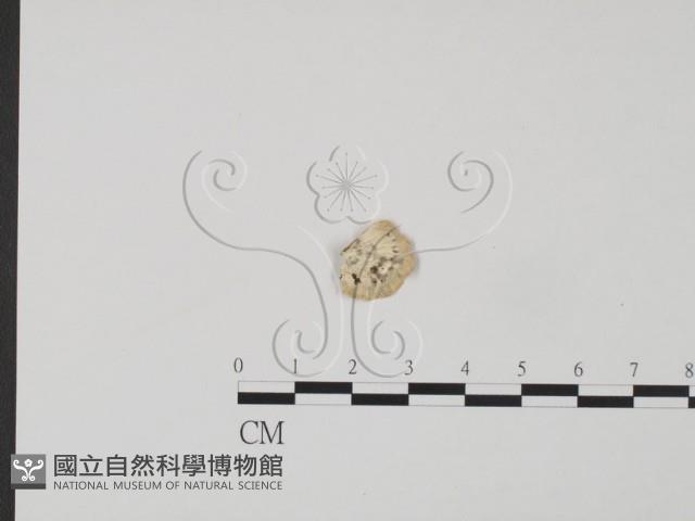 登錄號:F0017252藏品圖，第1張
