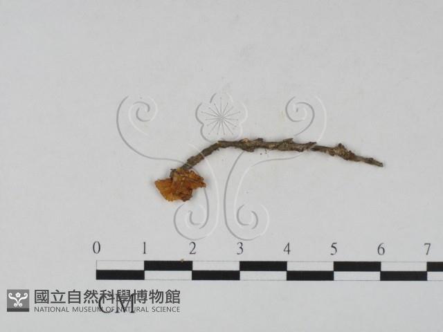 登錄號:F0005252藏品圖，第2張