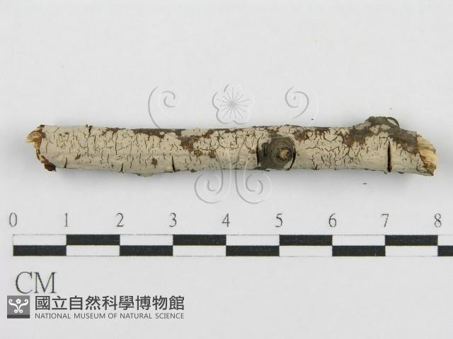 登錄號:F0015252藏品圖，第3張