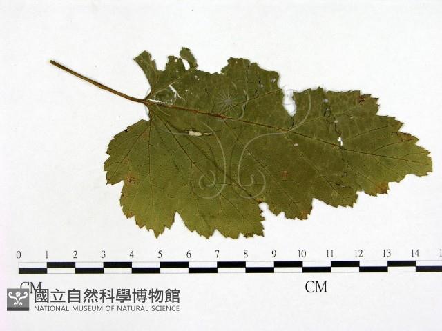 登錄號:F0019252藏品圖，第3張